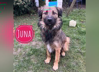 Juna die tollste und freundlichste Hündin