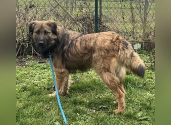 Juna die tollste und freundlichste Hündin