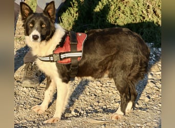 Limona - verschmust, offen und lernfreudig