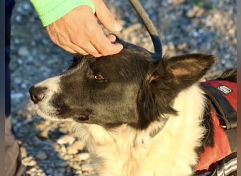 Limona - verschmust, offen und lernfreudig