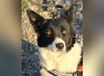 Limona - verschmust, offen und lernfreudig