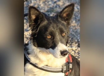 Limona - verschmust, offen und lernfreudig