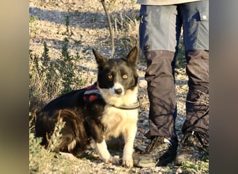 Limona - verschmust, offen und lernfreudig