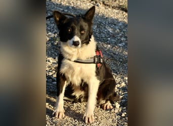 Limona - verschmust, offen und lernfreudig