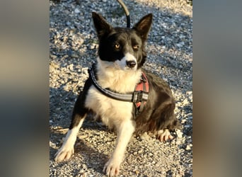 Limona - verschmust, offen und lernfreudig