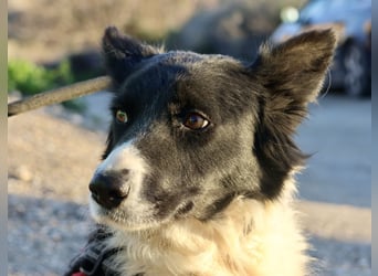 Limona - verschmust, offen und lernfreudig