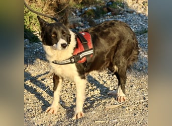 Limona - verschmust, offen und lernfreudig