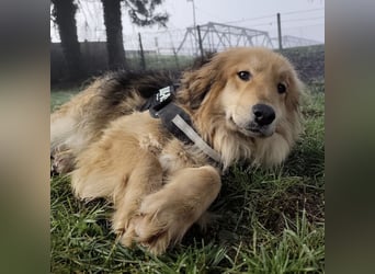 Nemo ein sehr trauriger Engel