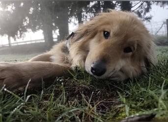 Nemo ein sehr trauriger Engel