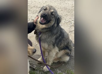 Ryker - ein Traumwesen