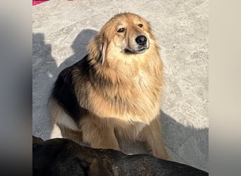 Nemo braucht ein liebevolles Zuhause