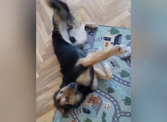 Bonze ein absoluter Schatz