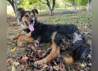 Kovu ein wundervoller Rüde