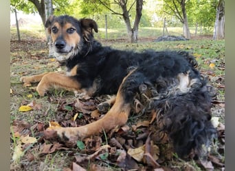 Kovu ein wundervoller Rüde