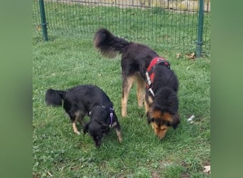 Bonze ein absoluter Schatz