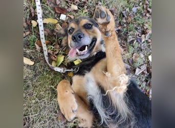 Kovu ein wundervoller Rüde