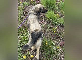 Ryker - ein Traumwesen