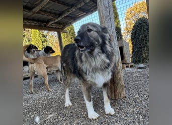 Daisy eine unglaublich liebe Seele