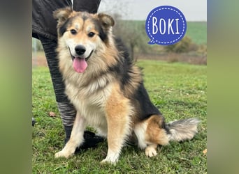 Boki ein wundervoller freundlicher Schatz