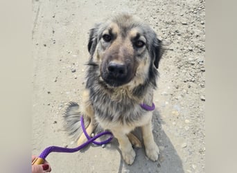 Ryker - ein Traumwesen