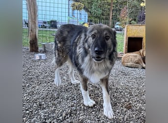 Daisy eine unglaublich liebe Seele