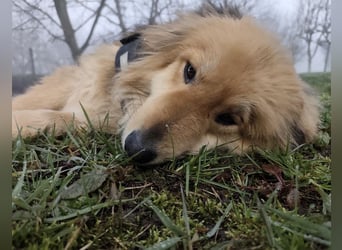 Nemo ein sehr trauriger Engel