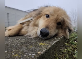 Nemo ein sehr trauriger Engel