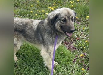 Ryker - ein Traumwesen