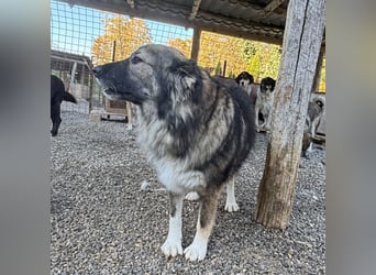 Daisy eine unglaublich liebe Seele