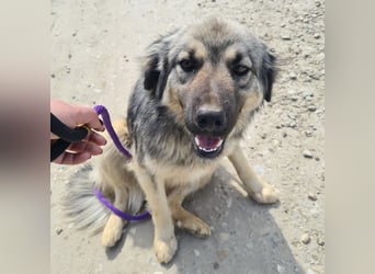 Ryker - ein Traumwesen