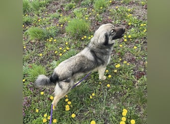 Ryker - ein Traumwesen