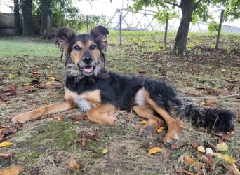 Kovu ein wundervoller Rüde