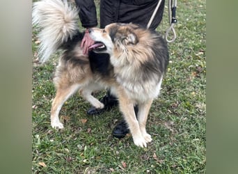 Boki ein wundervoller freundlicher Schatz