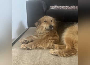 Nemo braucht ein liebevolles Zuhause