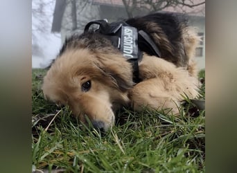 Nemo ein sehr trauriger Engel