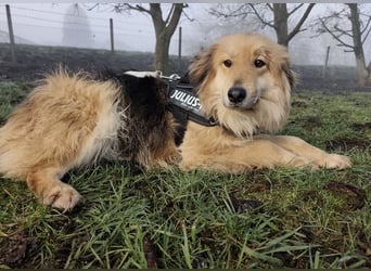 Nemo ein sehr trauriger Engel