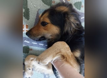 Bonze ein absoluter Schatz