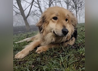 Nemo ein sehr trauriger Engel