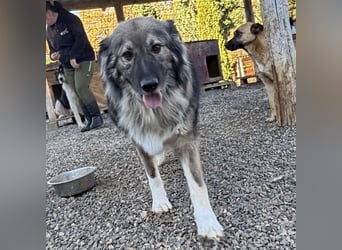 Daisy eine unglaublich liebe Seele