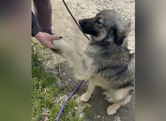 Ryker - ein Traumwesen