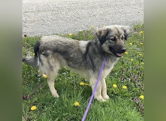 Ryker - ein Traumwesen