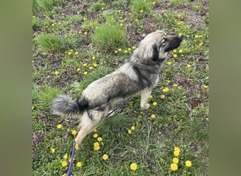 Ryker - ein Traumwesen