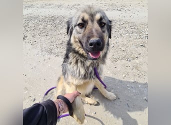 Ryker - ein Traumwesen