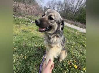 Ryker - ein Traumwesen