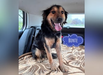 Bonze ein absoluter Schatz