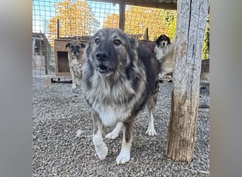 Daisy eine unglaublich liebe Seele
