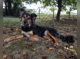 Kovu ein wundervoller Rüde