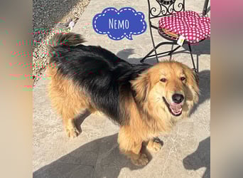 Nemo braucht ein liebevolles Zuhause