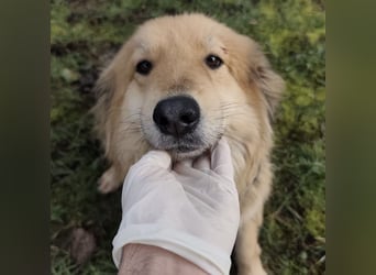 Nemo ein sehr trauriger Engel