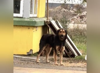 Bonze ein absoluter Schatz